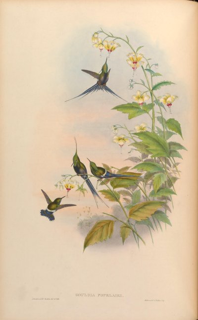 Gouldia popelairii = Discosura popelairii [2] - John Gould